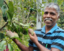 Udupi farmer grows world’s costliest Miyazaki mango on terrace